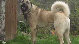 preview picture of video 'sivas kangal'