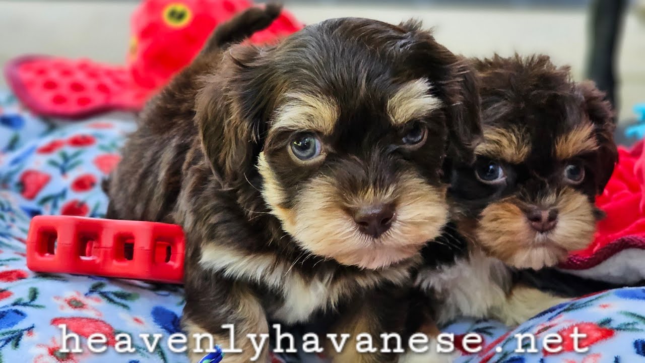 Heavenly Havanese Trix's Puppies Go Outside!