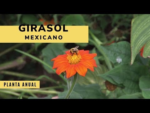 , title : 'Girasol mexicano: características y composición floral'