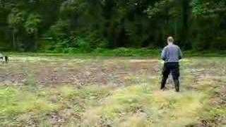 1/5 - Search & Rescue dog training - bark indication