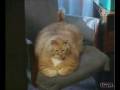 Najgrubszy kot świata...