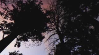 The Children Of Sunshine - It's A Long Way To Heaven (Late Night Tales: David Holmes)