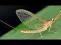 [Mayfly Insects] Are Mayflies Dangerous? What are mayflies good for?
