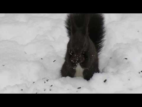 veverka ve sněhu 31 1 2017