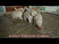 Golden Retriever dogs for sale: Kaya - Video 1