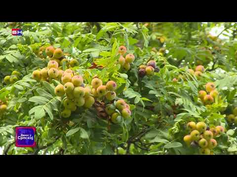 Višegrad: Oskoruša, ukusno voće i lijek (BN TV 2021) HD