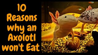 10 Reasons why an Axolotl won