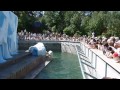Новосибирский зоопарк белые медведи 