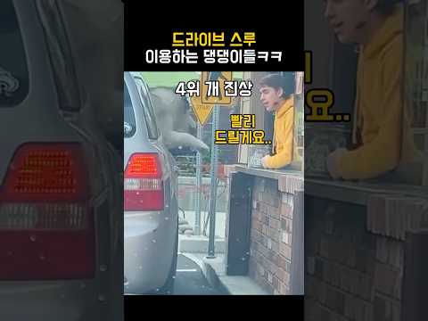 드라이브 스루 이용하는 댕댕이들 TOP5