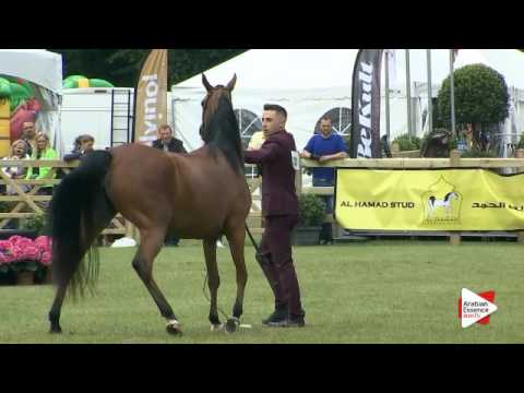 N.231 SAN HASSA - Bruges 2016 - Mares 4-6 years old (Class 112)