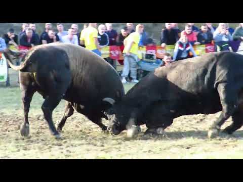 Zećo od Selvera Karića vs Garo do Toni i Tomo Putovići 2023
