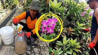Download lagu Pupuk Organik Murah Hasil Mewah! Rahasia Anggrek Dendrobium Subur & Cepat Berbunga mp3