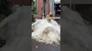 Video preview image #1 Mutt Puppy For Sale in Westwood, NJ, USA