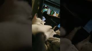 Mixed Cats Videos