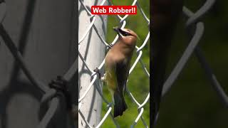 Who’s Robbing the Web?? - Cedar Waxwing #birds #nature #birdwatching #birdshorts #spiderweb