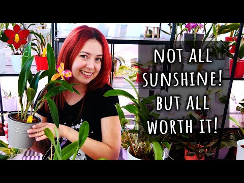 Annoying things about Cattleya Orchids you should know! And yet they're still my faves 🤪