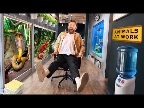 Inside An Animal Lover's Dream Office