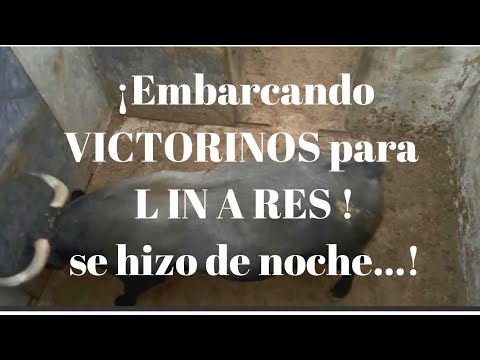 😨Embarcando VICTORINOS para CORRIDA DE TOROS en LINARES se hizo de noche…