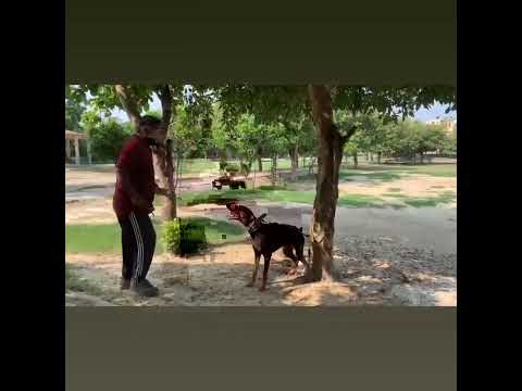 mr. dalbir singh contact to 9015758458(2)