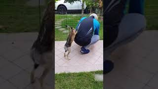 Download lagu Hare Speedily Scratches Owner's Back to Get His Attention - 1445106 mp3