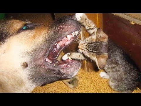 Dogs Who Love Kittens Since The Moment They Met - Awesome Friendship