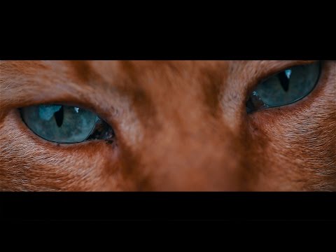 The Cats from Talasnal - Aldeias do Xisto