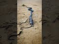 Nagin Shorts Cobra Nagin Viralshorts