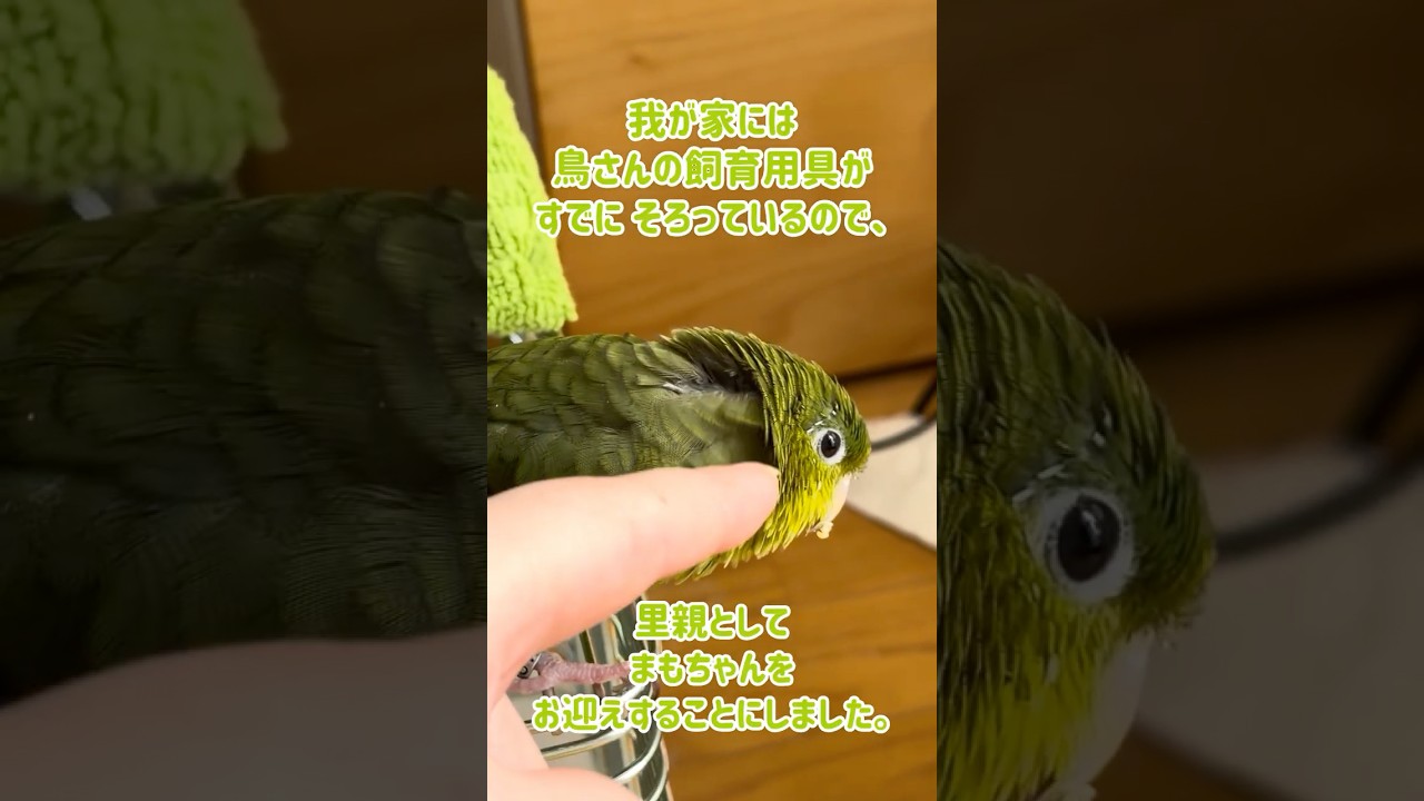 はじめまして「まもちゃん」です🐥 #サザナミインコ #おしゃべりインコ #わさびっちょ