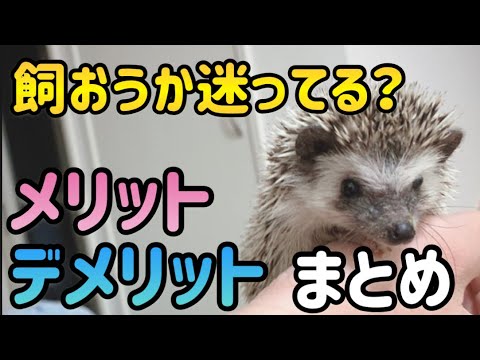 ハリネズミの基本的な飼い方