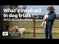 What S Involved In Dog Trials With Mick Hudson Muster Dogs ABC Australia ABC Australia