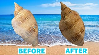 How to clean your seashells like a pro! What happens when you bleach clean your seashell!