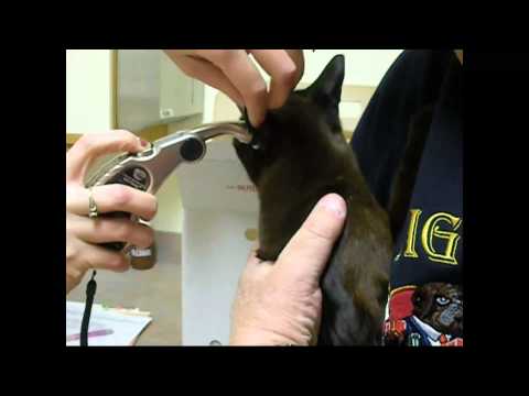 Burmese Cat at the Vet