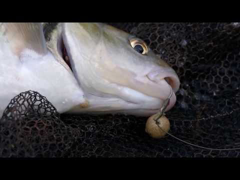 Karpfenangeln VTB 61 - Kurztrip vor der Arbeit