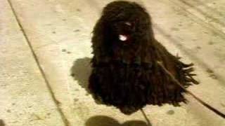 é Proibida A Entrada De Animais