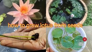 ಕಮಲದ ಬಿತ್ತಿಗಳಿಂದ ಕಮಲದ ಗಿಡ //online lotus seeds//how to grow lotus form home//kannada//#hallisakhi