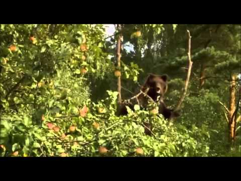 Paradies ohne Menschen- die Tiere von Prypjat Teil 1/4