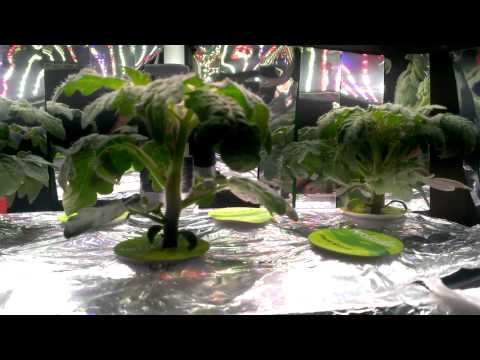 Aerogarden LED Red Heirloom Tomatoes with airstone