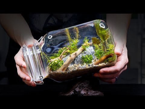 image-What are the 3 things needed for a self sustaining ecosystem?