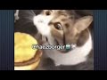 Here Kitty You Can Has Cheeseburger But It S 2x Slowed