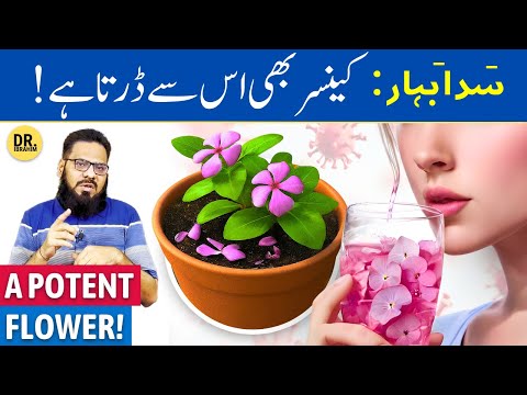 Sada Bahar Ke Fayde: Cancer & Diabetes Ka Ilaj? Periwinkle Benefits | Dr. Ibrahim