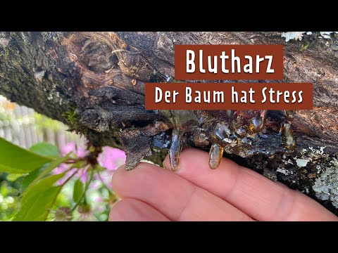 Kirschbaum blutet und trägt keine Früchte? Das hilft | MDR Garten