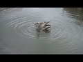 1920 New York Song, Fantasy music by Andrei Krylov.