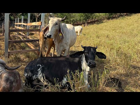 😱🐄Which of the expectant mothers in 2026 will give birth first? 😱🐄