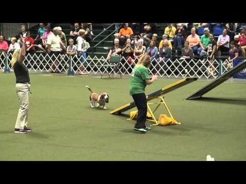 Diesel the Basset Hound at the 2015 AKC Agility Invitational