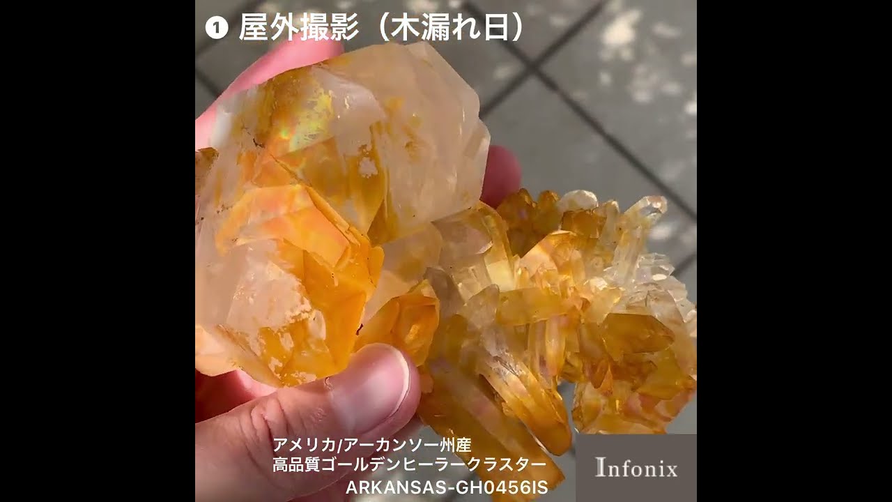アメリカ/アーカンソー州産] 高品質ゴールデンヒーラー