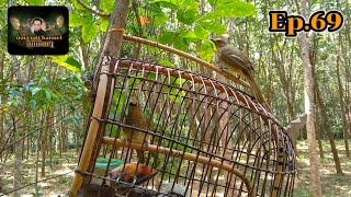 Download lagu เสียงต่อนกดอกแตงEp.69 เชลยไม่ธรรมดา(แก่มาก) Burung merbah kuing gacor 11 สิงหาคม ค.ศ. 2021 mp3