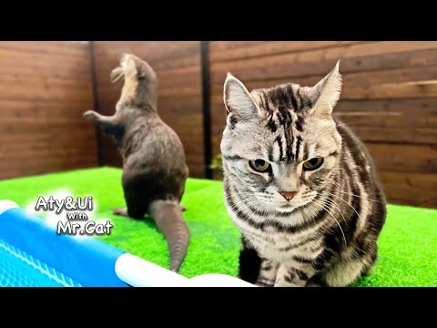 Eine Katze wird von einem Otter inspiriert [Flussotter leben Tag 821]