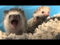 Baby Hedgehog Yawns (HD) (Original)