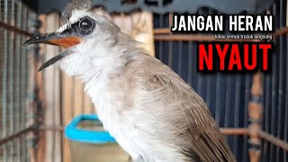 Download lagu trucukan gacor TARUNG ROPEL PANJANG pancingan trucukan agar bunyi jadikan burung trucuk gacor EMOSI mp3 Download lagu trucukan gacor TARUNG ROPEL PANJANG pancingan trucukan agar bunyi jadikan burung trucuk gacor EMOSI mp3