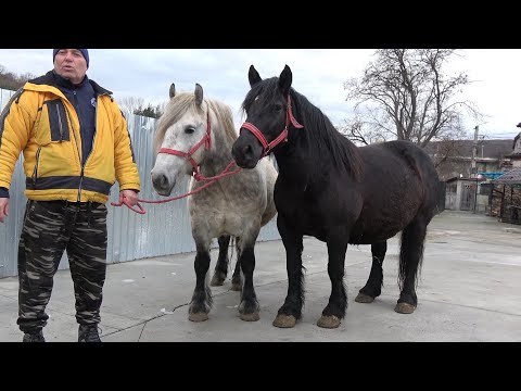 Iepele lui Pufi de la Gilau, Cluj - 2020 Nou!!!